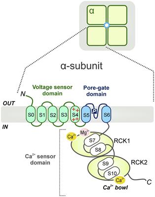 The Large-Conductance, Calcium-Activated Potassium Channel: A Big Key Regulator of Cell Physiology